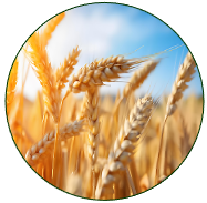 Wheat