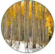 White Poplar