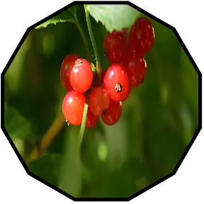Fruit