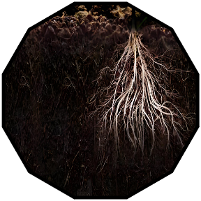 Root