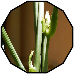 Stem