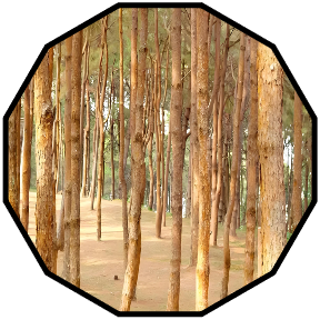 Trunk