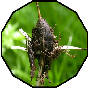 Tuber