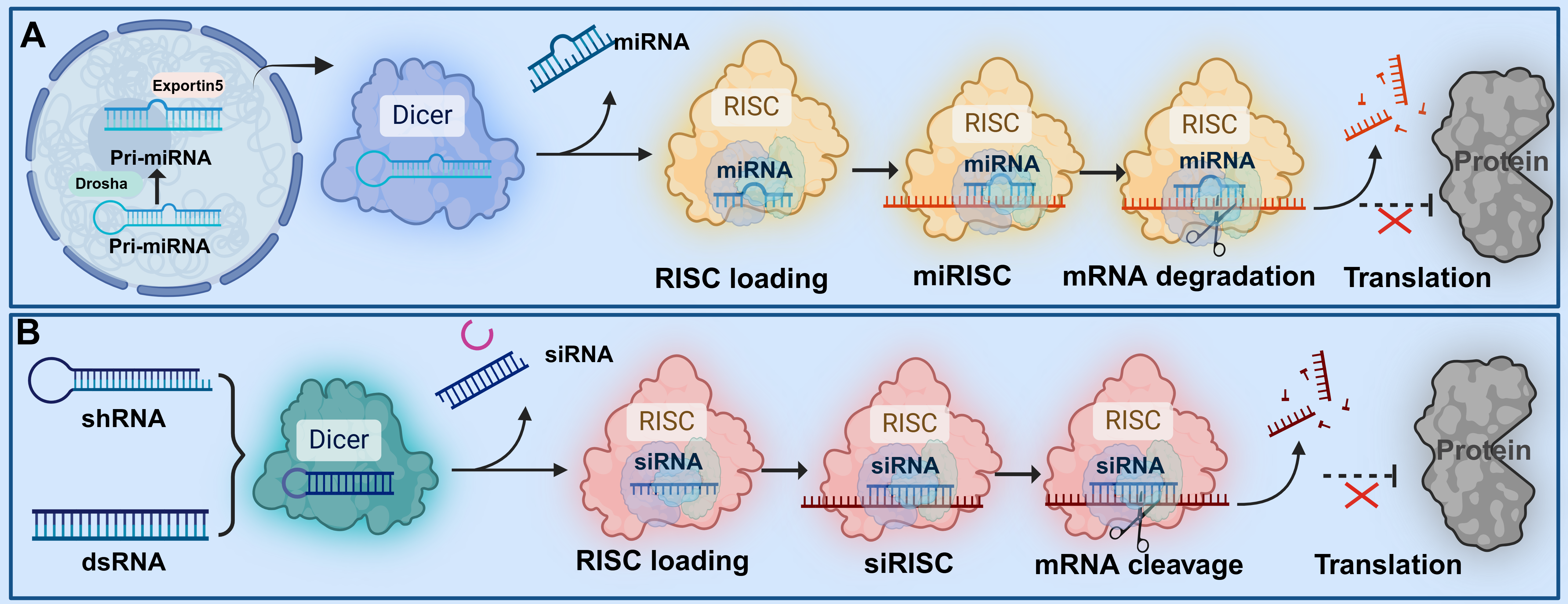 miRNA and siRNA reaction mechanisms