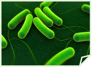 Bacteria