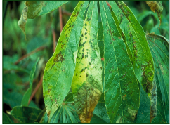 Bacterial blight