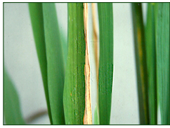 Bacterial blight