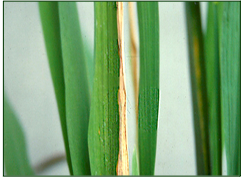 Bacterial blight