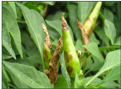 Anthracnose