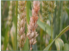 Fusarium