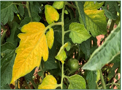 Fusarium
