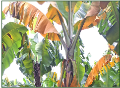 Fusarium