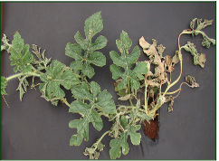 Fusarium