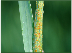 Leaf rust