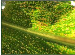 Leaf spot