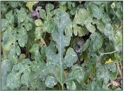 Powdery mildew