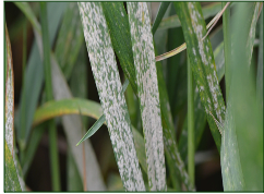 Powdery mildew