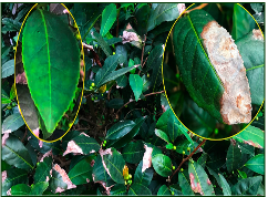 Anthracnose