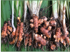 Root rot