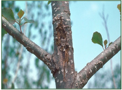 Stem canker