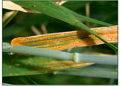 Stripe rust