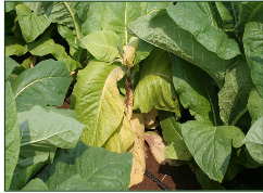 Tobacco Wilt
