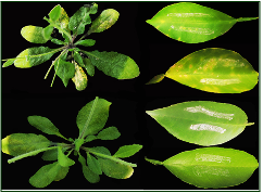 Verticillium