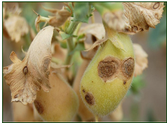 Ascochyta