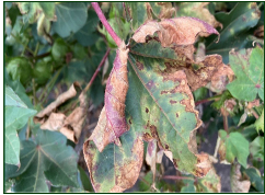 Verticillium