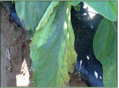 Verticillium