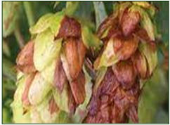 Verticillium