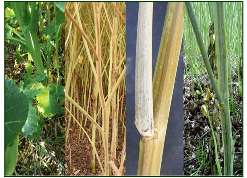 Verticillium