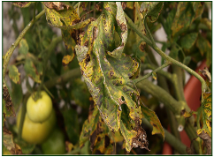 Verticillium