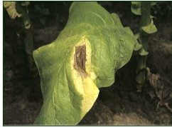 Verticillium