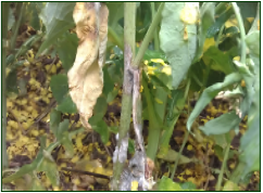 White mold