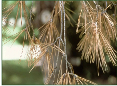 Wilt disease