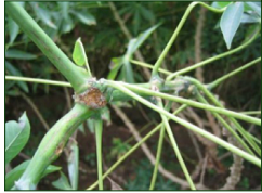 Cassava