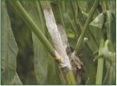 Oilseed
