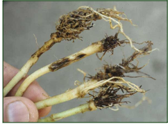 Root Rot