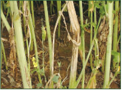 Sclerotinia