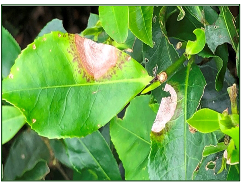 Southern blight