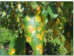 Stem rot