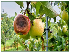 Stem rot