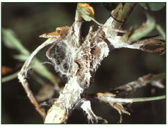 Trunk diseases