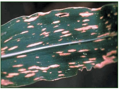 Fusarium