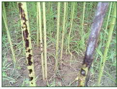 Fusarium