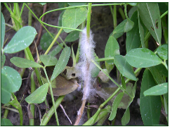 Fusarium
