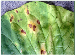 Brown spot