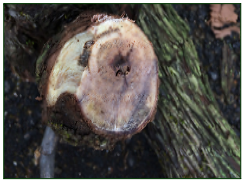 Fusarium