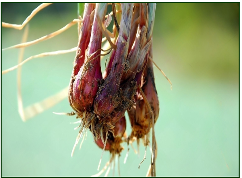 Fusarium